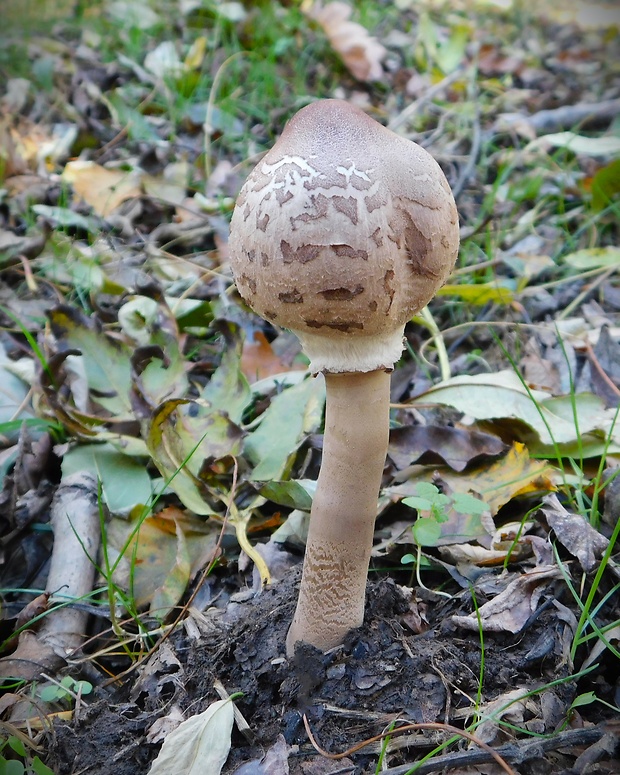 bedľa Konradova Macrolepiota konradii (Huijsman ex P.D. Orton) M.M. Moser