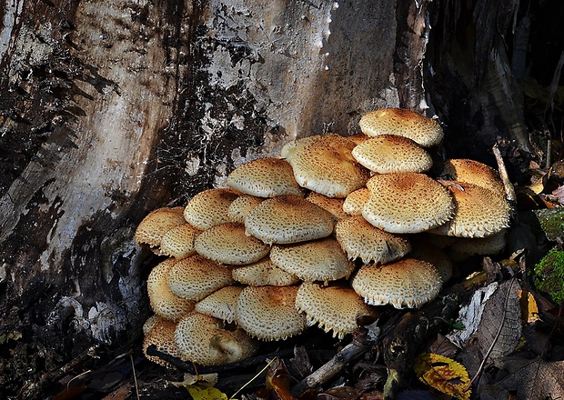 šupinovka šupinatá Pholiota squarrosa (Vahl) P. Kumm.