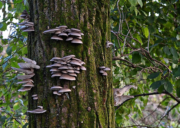 hliva ustricovitá Pleurotus ostreatus (Jacq.) P. Kumm.