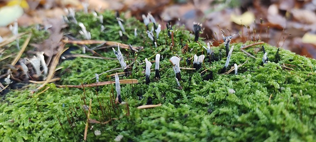 drevnatec parohatý Xylaria hypoxylon (L.) Grev.