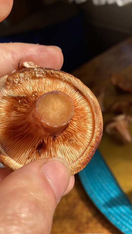 čechračka podvinutá Paxillus involutus (Batsch) Fr.