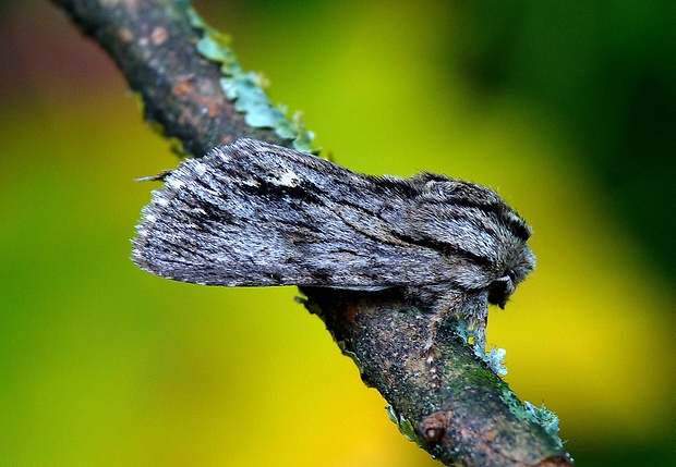 mora novembrová Asteroscopus sphinx