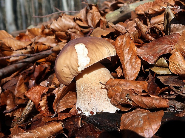 hríb smrekový Boletus edulis Bull.