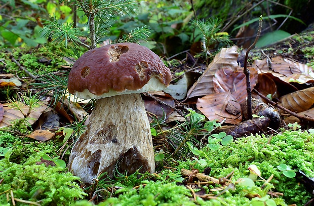 hríb smrekový Boletus edulis Bull.