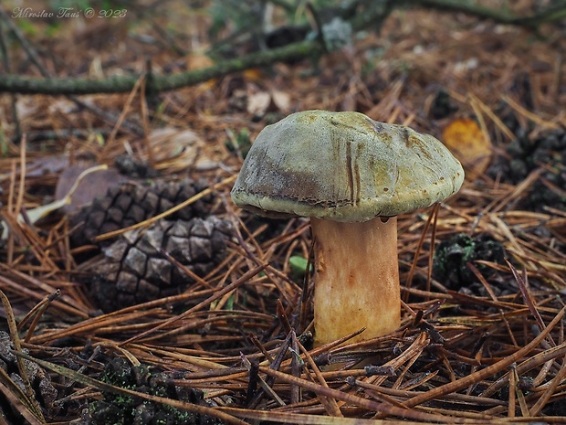 suchohríb červenohnedý Boletus ferrugineus Schaeff.