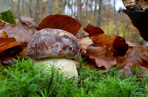 hríb sosnový Boletus pinophilus Pil. et Dermek in Pil.