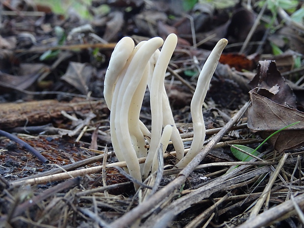 konárovka Clavulina sp.