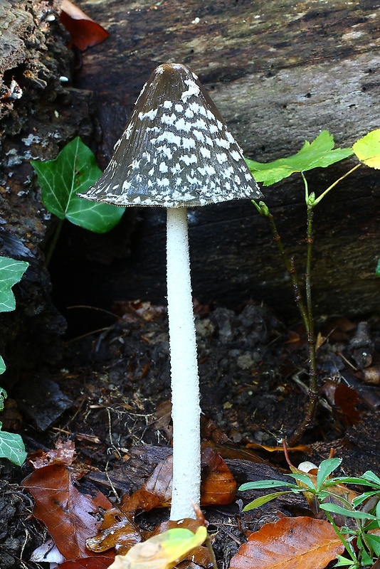 hnojník strakatý Coprinopsis picacea (Bull.) Redhead, Vilgalys & Moncalvo