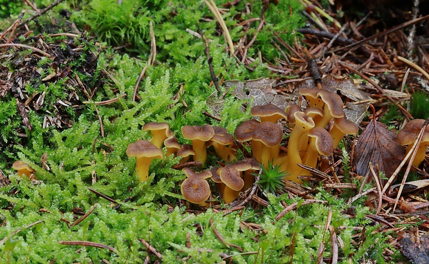 kuriatko lievikovité Craterellus tubaeformis (Fr.) Quél.