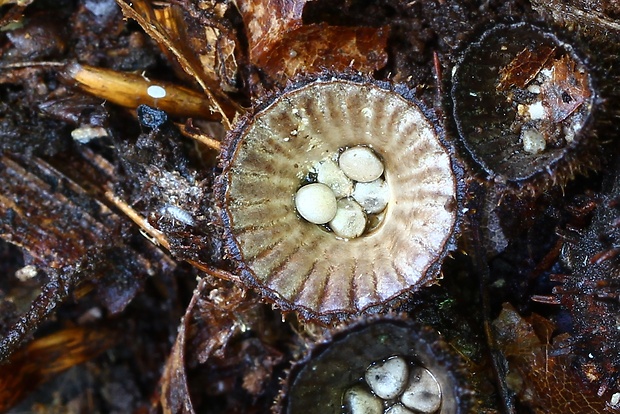 čiaškovec pásikavý Cyathus striatus (Huds.) Willd.