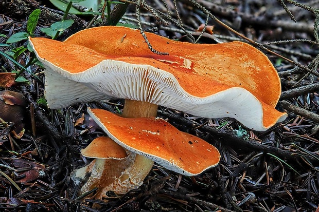 zrnivka rumelková Cystodermella cinnabarina (Alb. & Schwein.) Harmaja