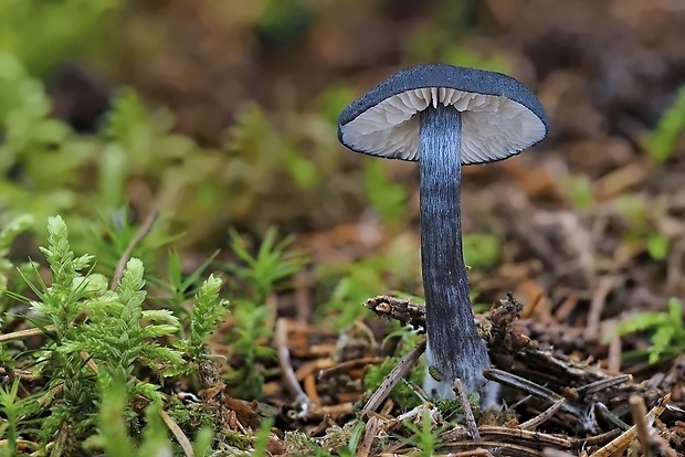 hodvábnica lesklá Entocybe nitida (Quél.) T.J. Baroni, Largent & V. Hofst.