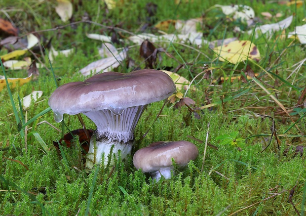 sliziak mazľavý Gomphidius glutinosus (Schaeff.) Fr.