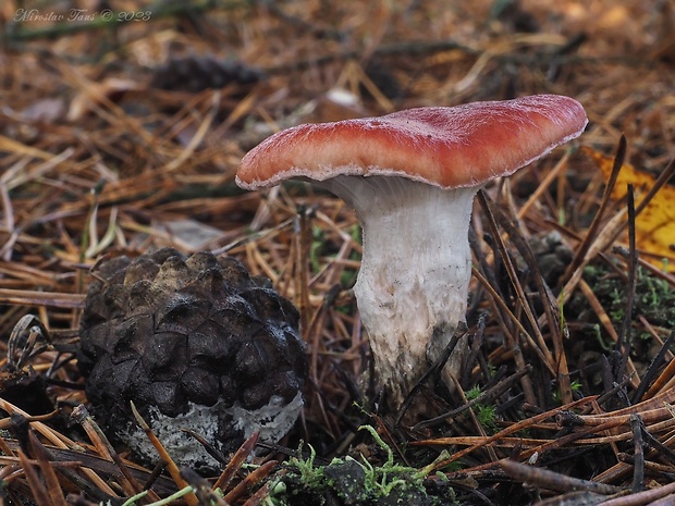 sliziak ružový Gomphidius roseus (Fr.) Oudem.