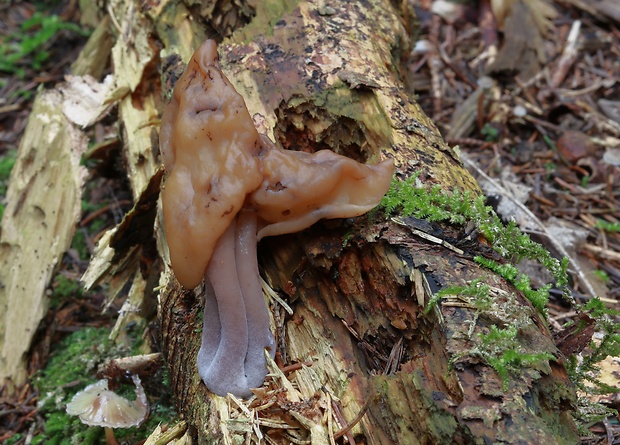 ušiak mitrovitý Gyromitra infula (Schaeff.) Quél.