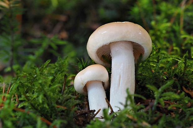 šťavnačka oranžová Hygrophorus abieticola Krieglst. ex Gröger & Bresinsky