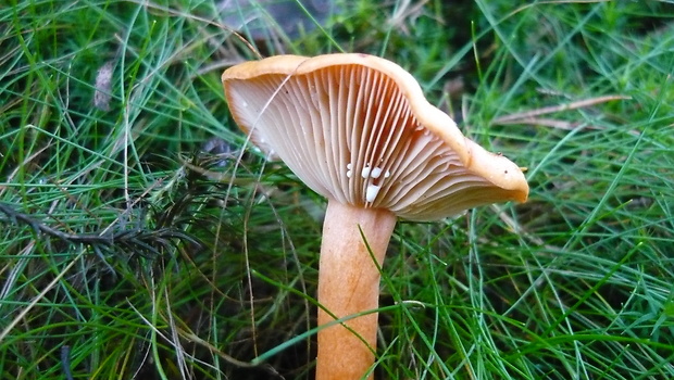 rýdzik pomarančový Lactarius aurantiacus (Pers.) Gray