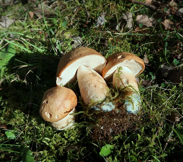 kozák osikový Leccinum albostipitatum den Bakker & Noordel.