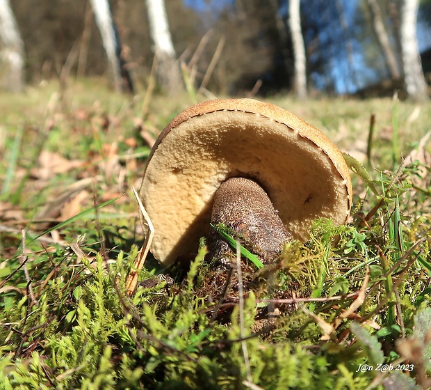 kozák brezový Leccinum scabrum (Bull.) Gray