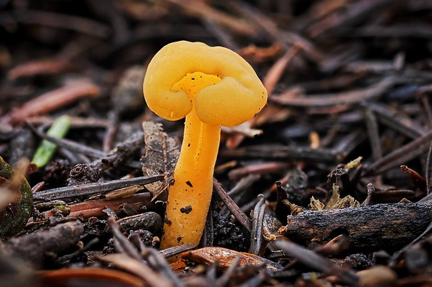 klincovka slizká Leotia lubrica (Scop.) Pers.