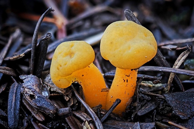 klincovka slizká Leotia lubrica (Scop.) Pers.