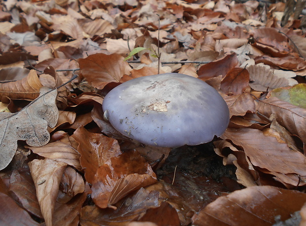 pôvabnica fialová Lepista nuda (Bull.) Cooke