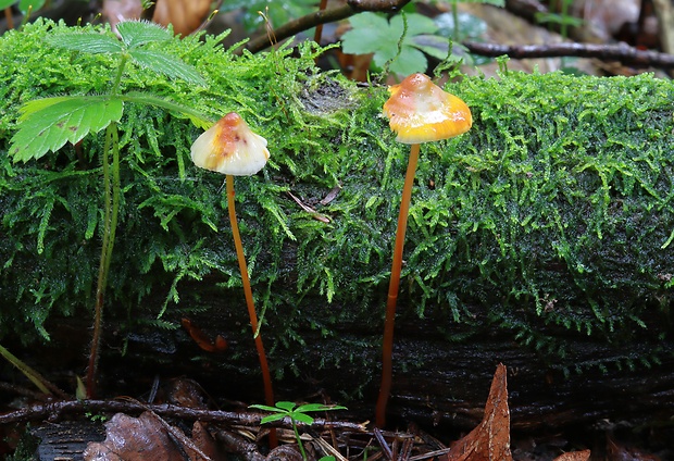 prilbička šafranová Mycena crocata (Schrad.) P. Kumm.