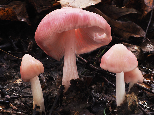 prilbička ružovkastá Mycena rosea Gramberg