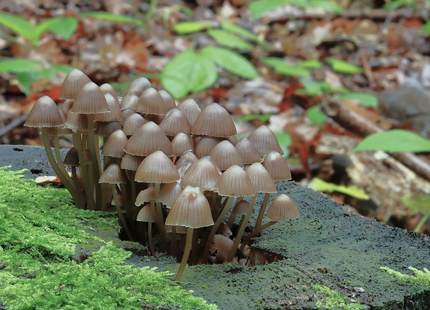 prilbička Mycena sp.