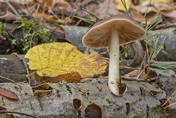 štítovka Pluteus sp.