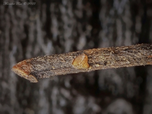 terčovka Rutstroemia sp.