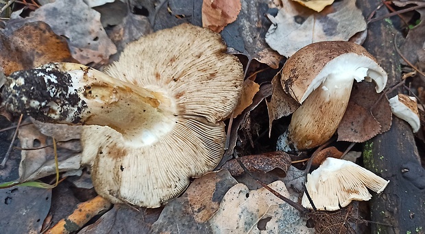 čírovka topoľová Tricholoma populinum J.E. Lange