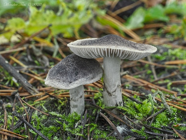 čírovka zemná Tricholoma terreum (Schaeff.) P. Kumm.