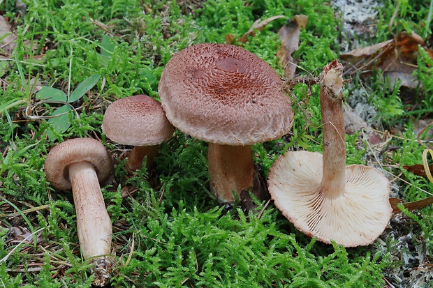 čírovka škridlicovitá Tricholoma vaccinum (Schaeff.) P. Kumm.