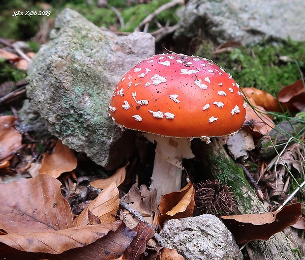 muchotrávka červená Amanita muscaria (L.) Lam.