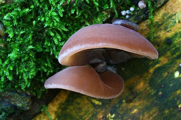 uchovec bazový Auricularia auricula-judae (Bull.) Quél.