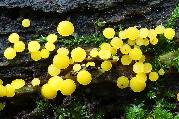 okrasník Bisporella sp.