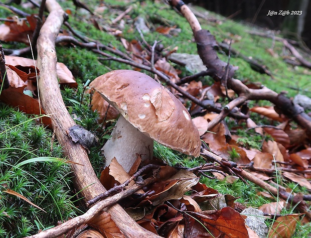 hríb smrekový Boletus edulis Bull.