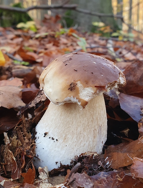 hríb smrekový Boletus edulis Bull.