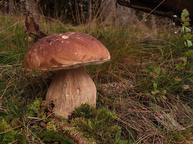 hríb smrekový Boletus edulis Bull.