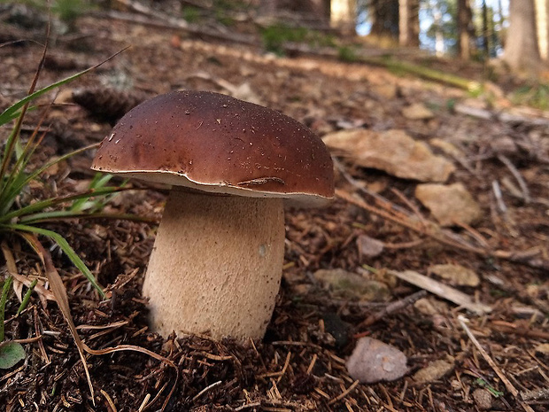 hríb smrekový Boletus edulis Bull.