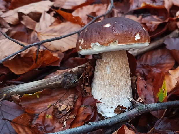 hríb smrekový Boletus edulis Bull.