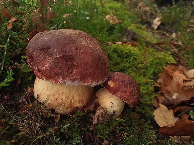 hríb sosnový Boletus pinophilus Pil. et Dermek in Pil.