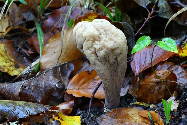 kyjak obrovský Clavariadelphus pistillaris (Fr.) Donk