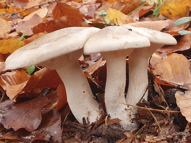 strmuľka inovaťová Clitocybe nebularis (Batsch) P. Kumm.