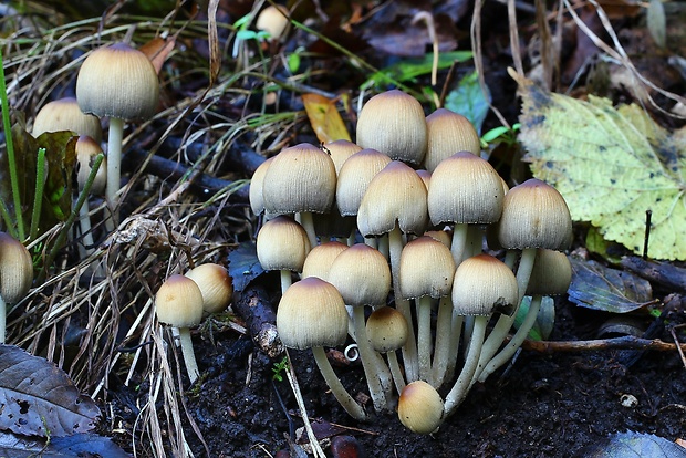 hnojník Coprinellus sp.