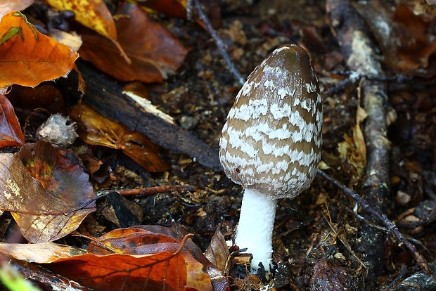 hnojník strakatý Coprinopsis picacea (Bull.) Redhead, Vilgalys & Moncalvo