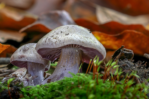 pavučinovec Cortinarius sp.