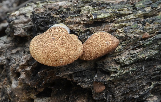 pahliva šafranová Crepidotus crocophyllus (Berk.) Sacc.