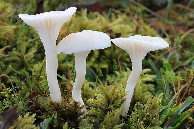 lúčnica snehobiela Cuphophyllus virgineus (Wulfen) Kovalenko